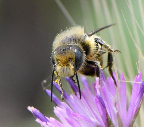 Osmia sp.